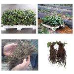 Sadike jagodičja / Berry seedlings