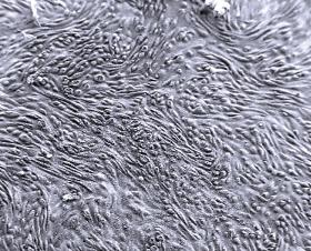 membranski filtri ipCELLCULTURE™ s sledilno intarzijo